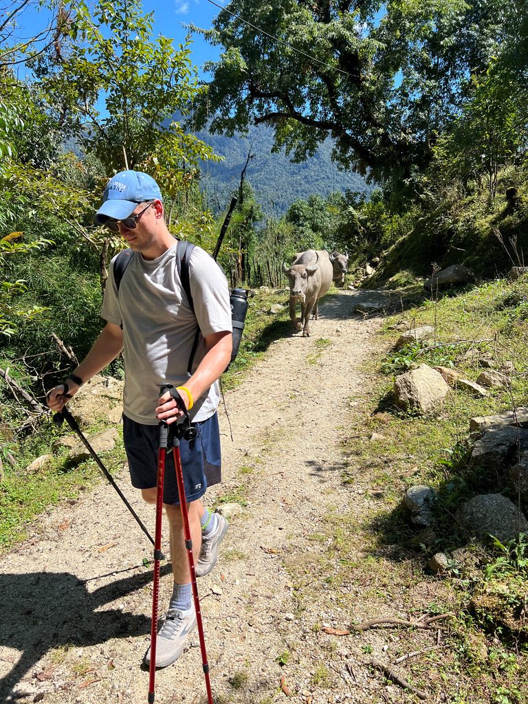 animals on trek in Nepal