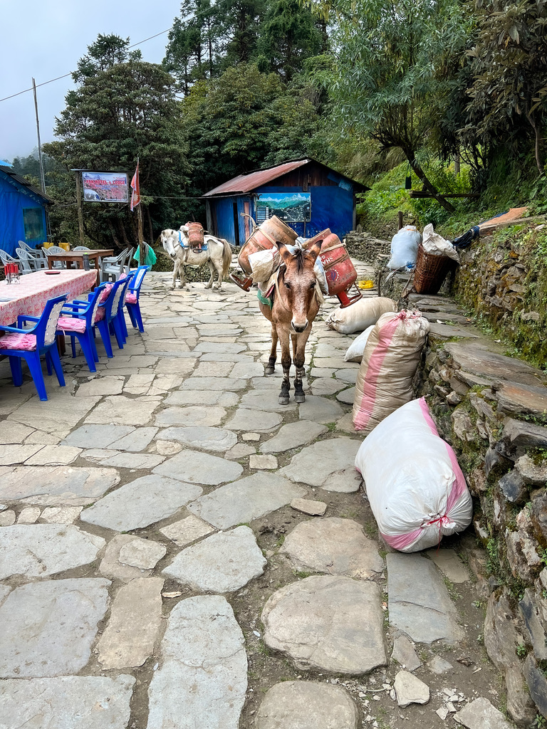 Tea house on trek